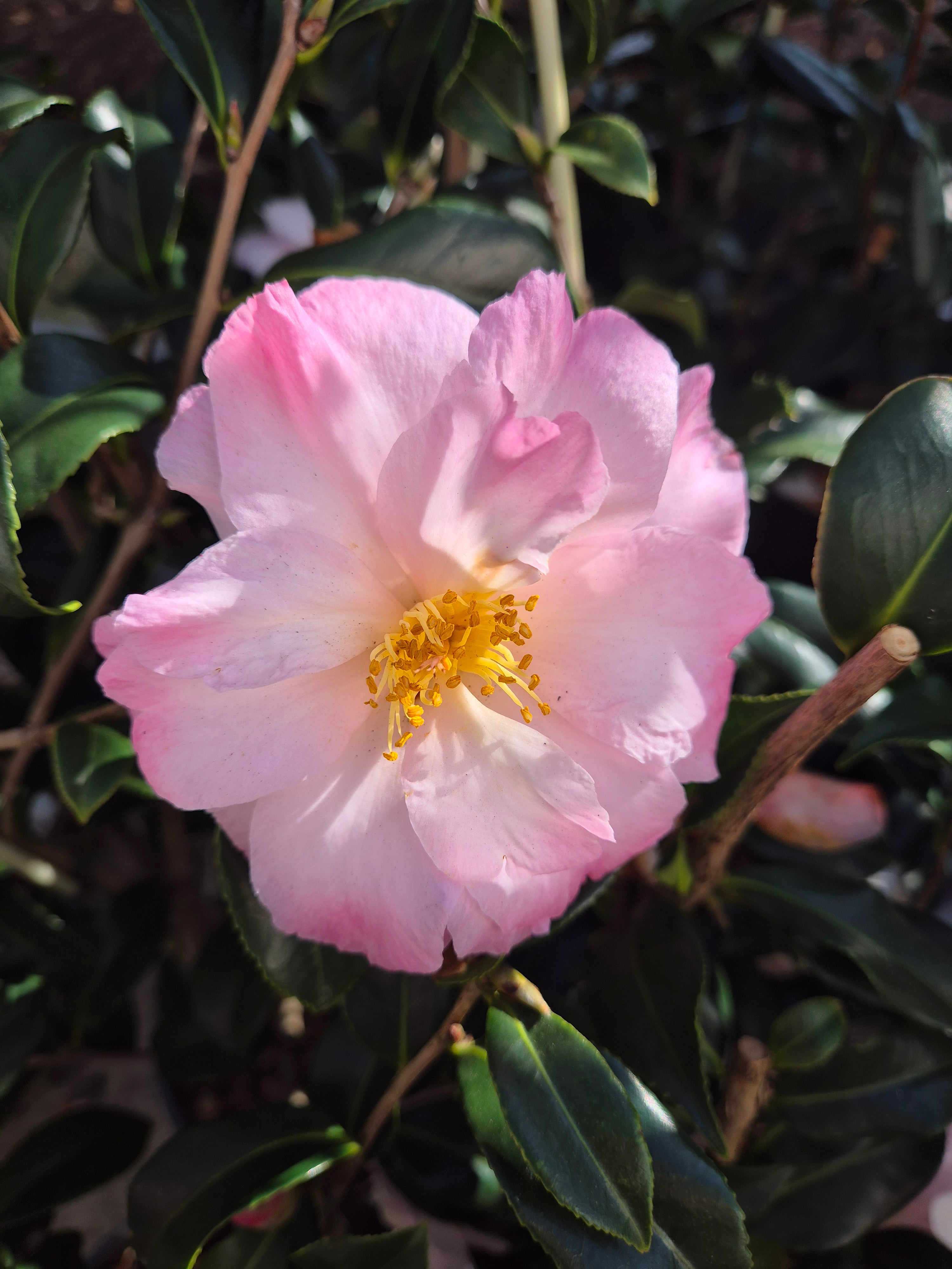 Camellia sasanqua Star Above Star