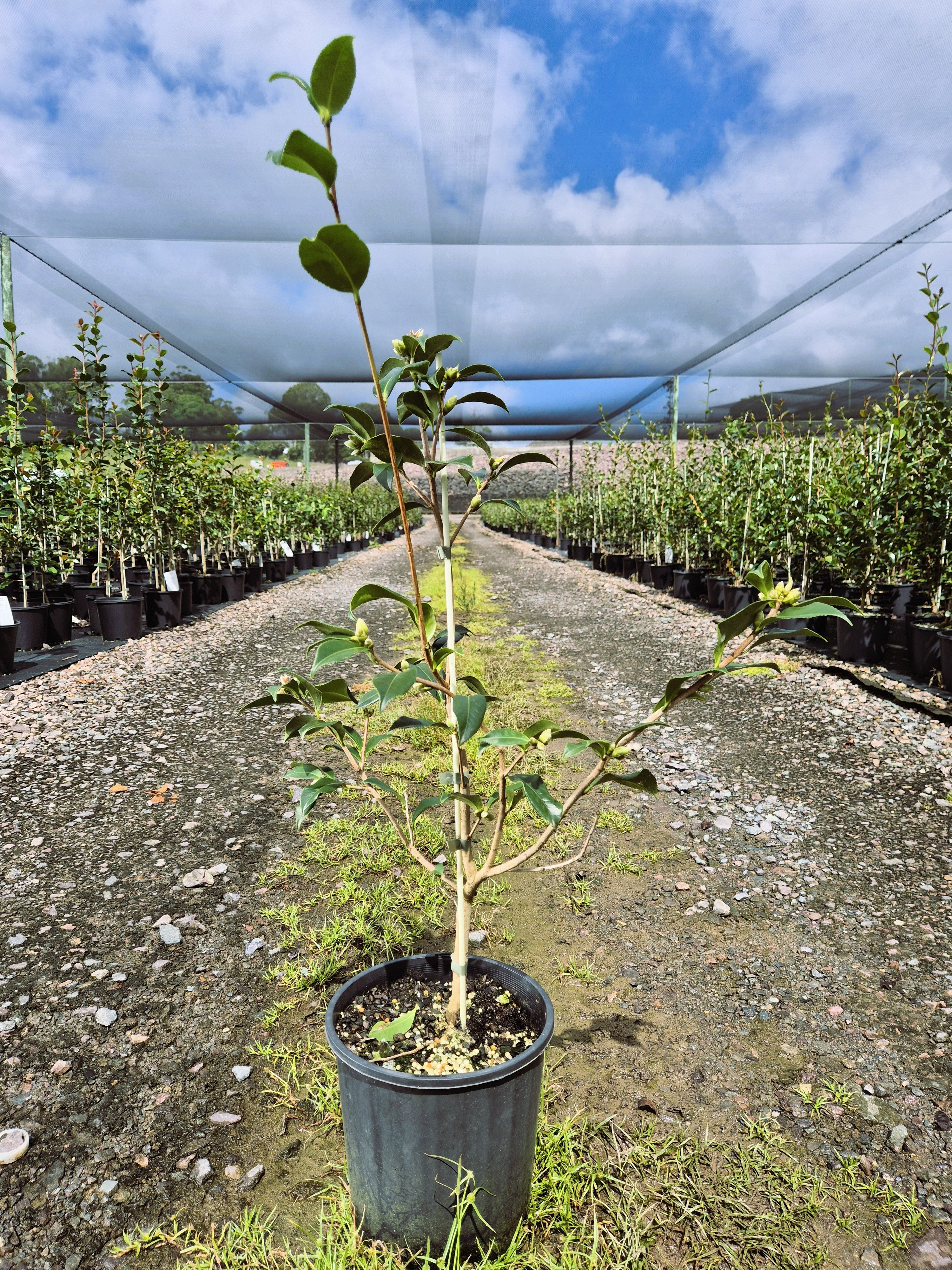 Camellia sasanqua Star Above Star