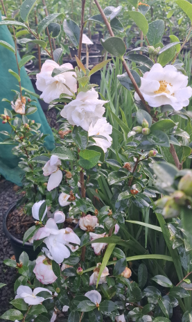 Camellia sasanqua Barbara Louise