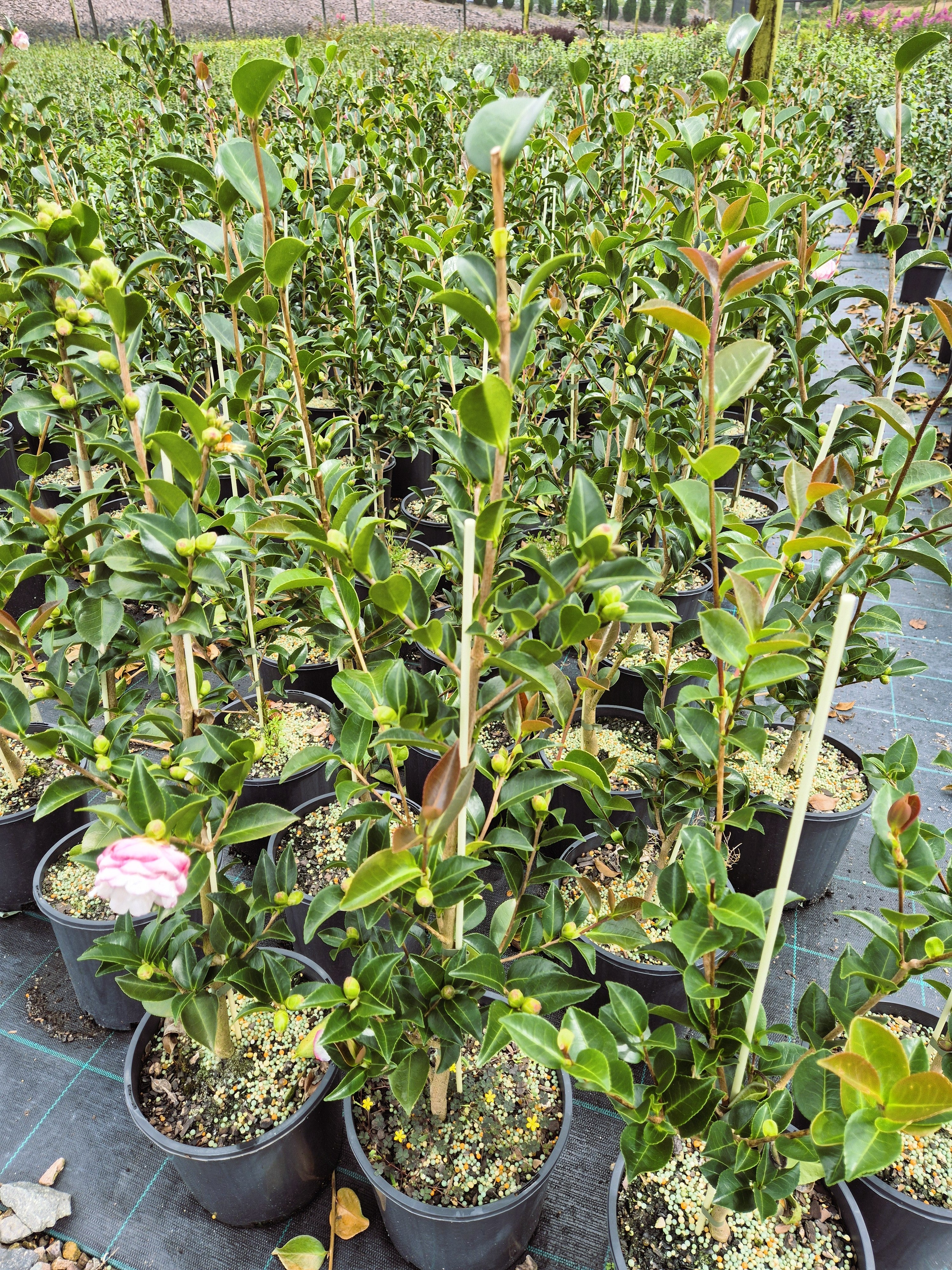 Camellia sasanqua Fuji-no-mine