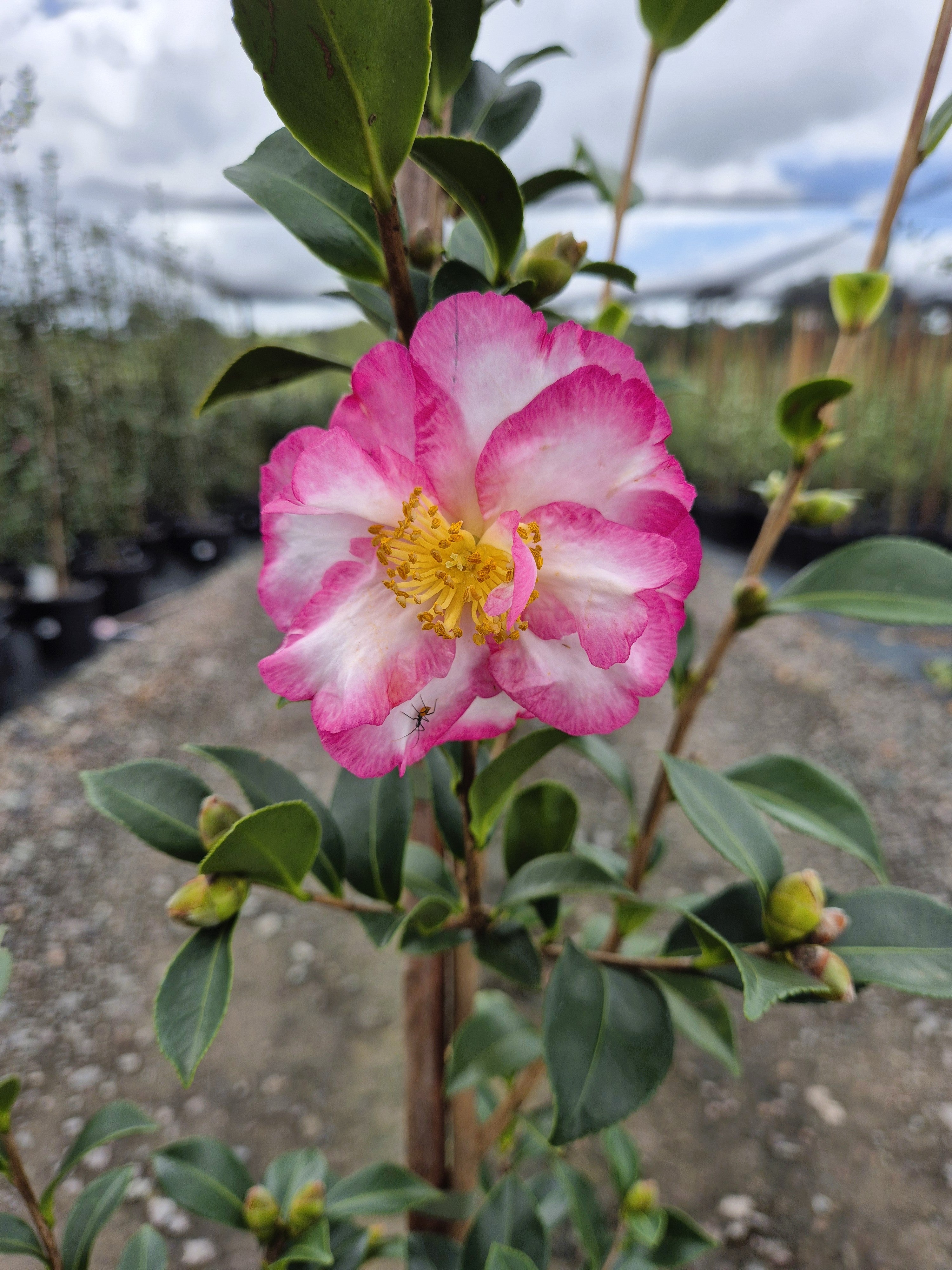 Camellia sasanqua Something Special