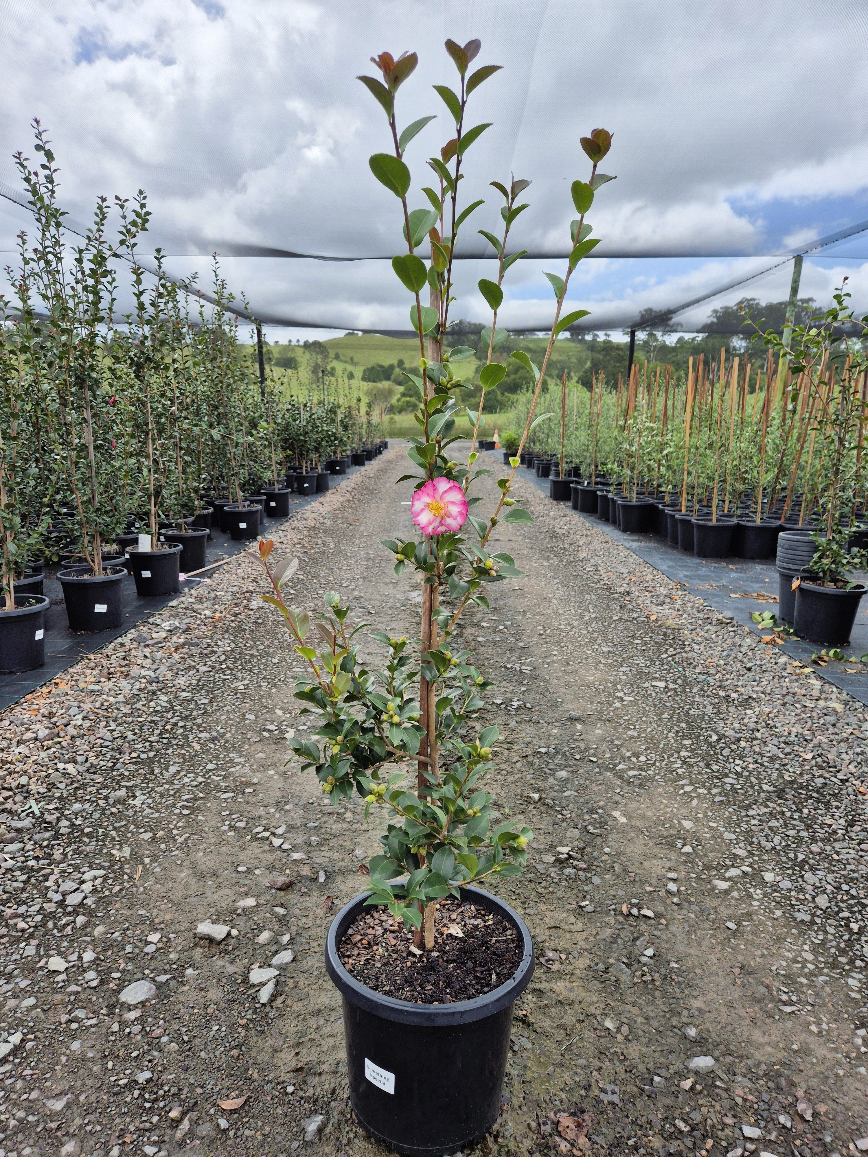 Camellia sasanqua Something Special