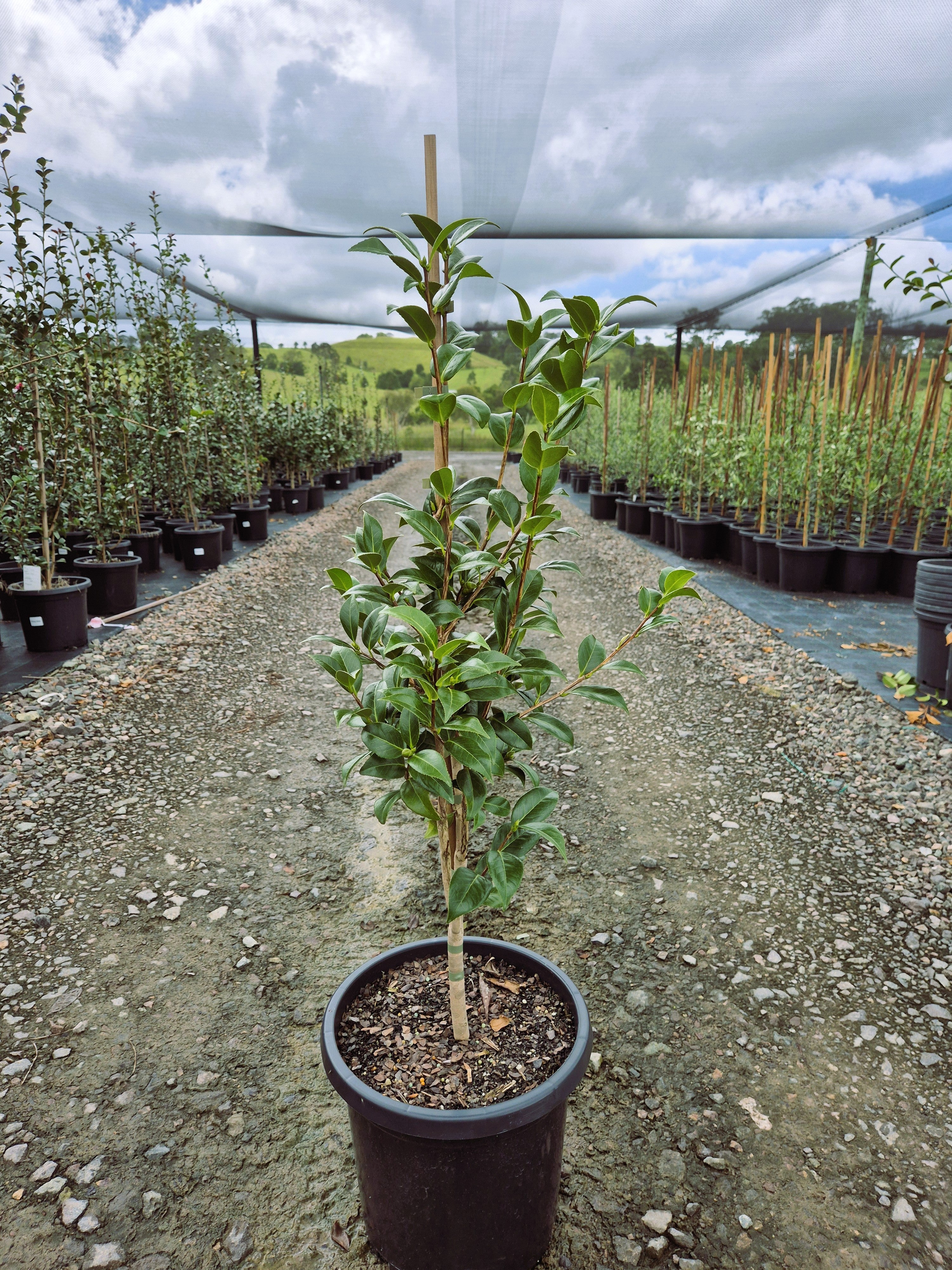 Camellia japonica Man Size