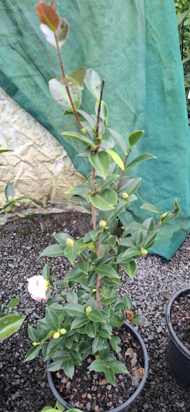 Camellia sasanqua Barbara Louise