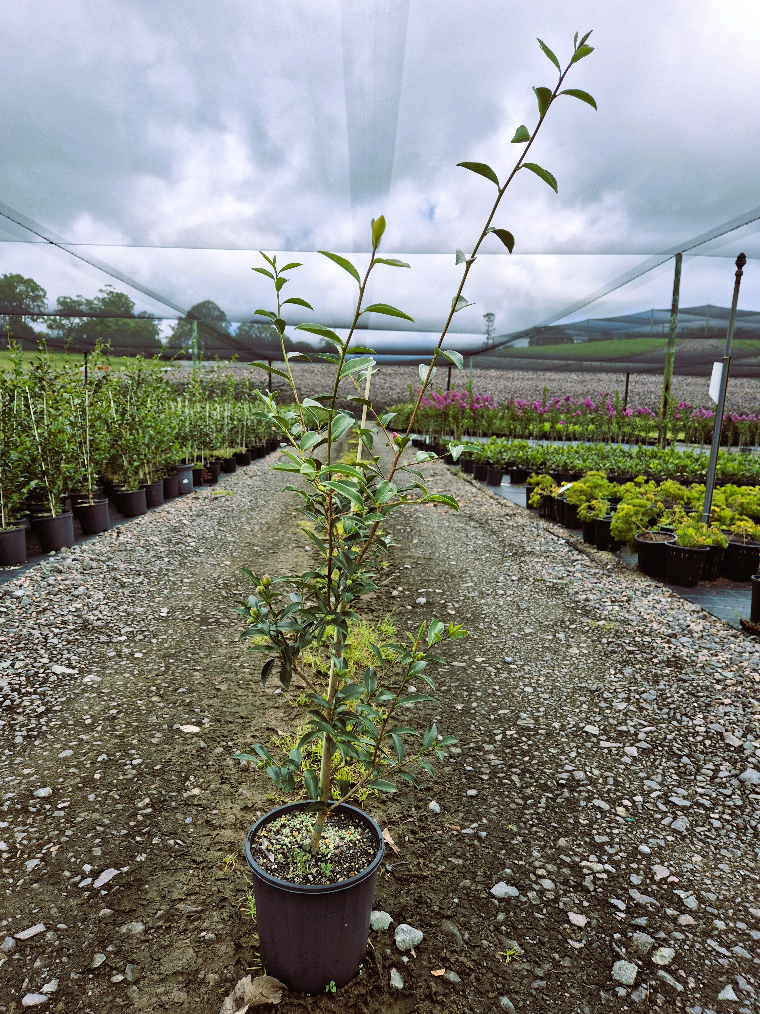 Camellia sasanqua Paradise Pearl