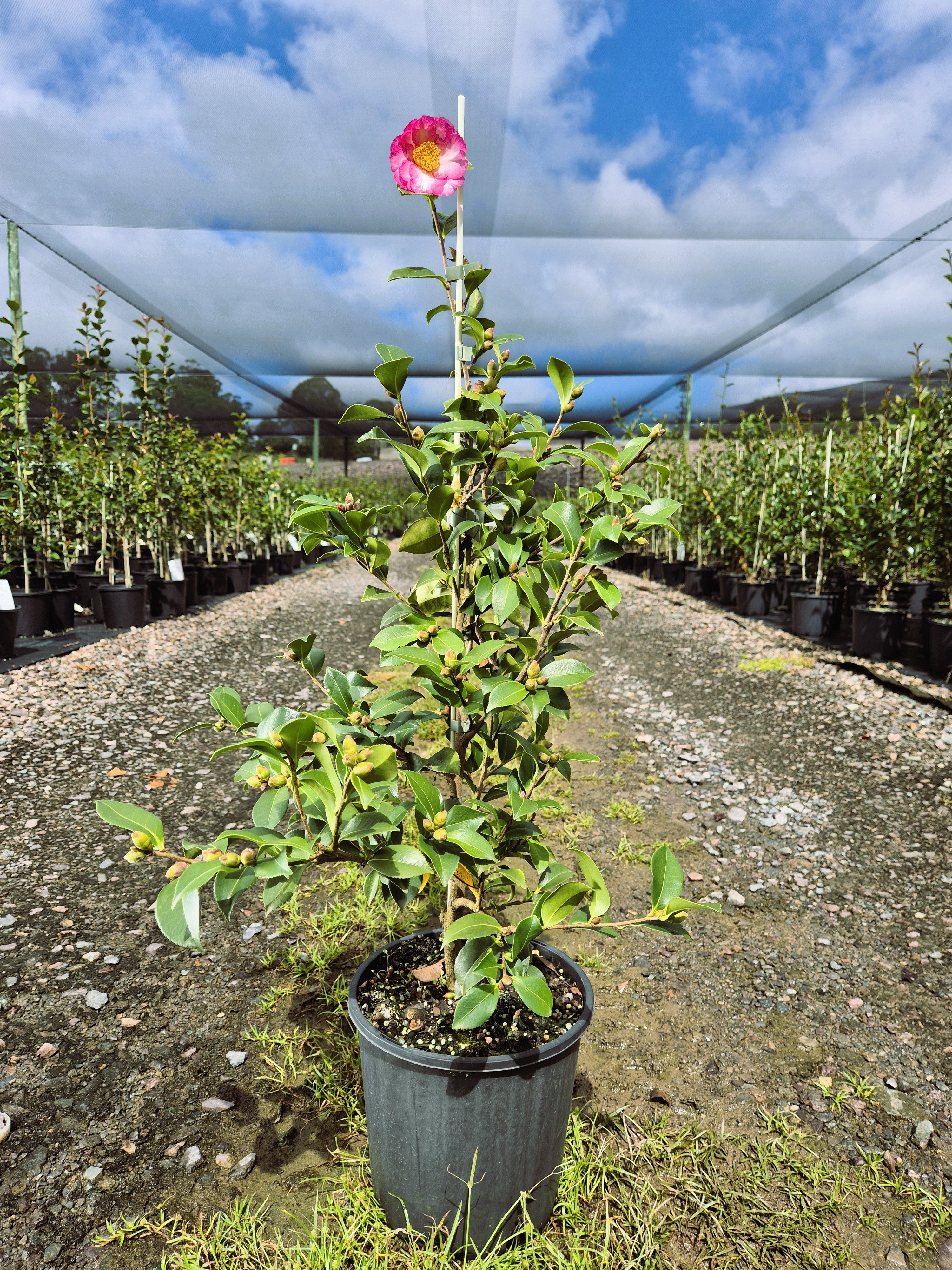 Camellia sasanqua Something Special