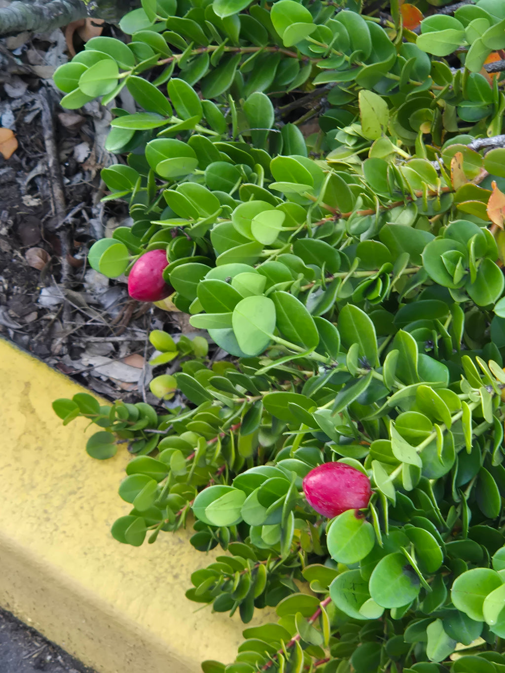 Carissa macrocarpa Desert Star