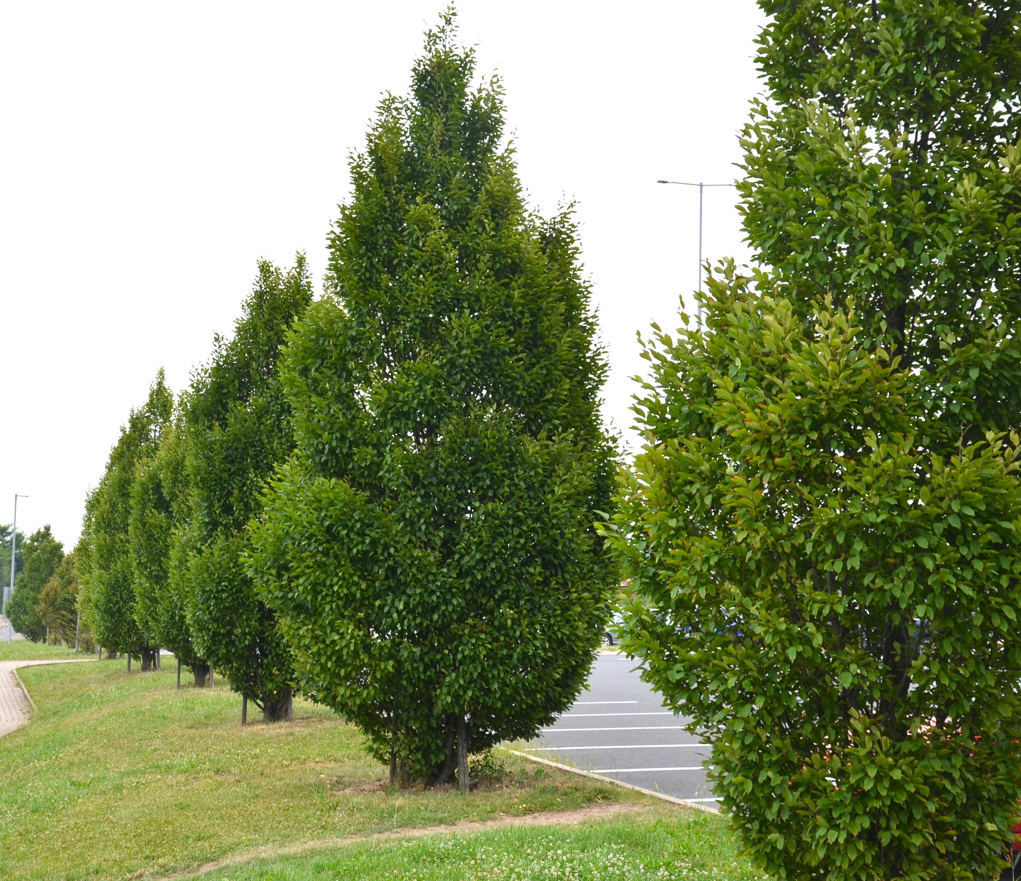 Carpinus betulus Fastigiata Upright Hornbeam