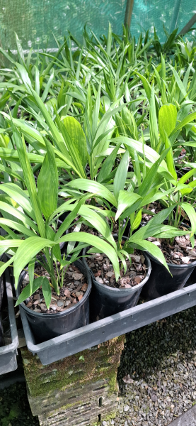 Chamaedorea atrovirens