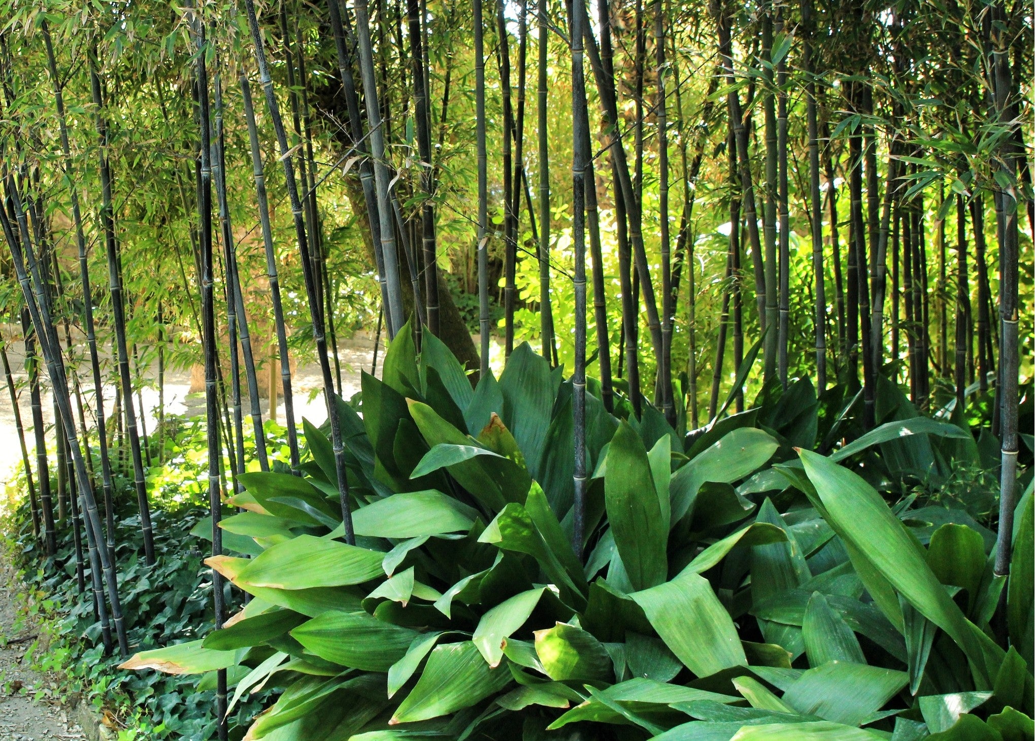 Aspidistra elatior