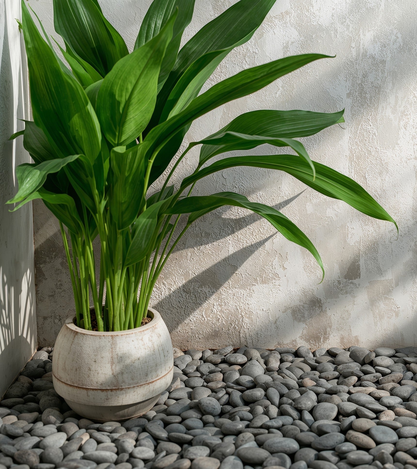 Aspidistra elatior