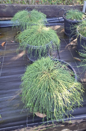 Casuarina glauca Cousin It