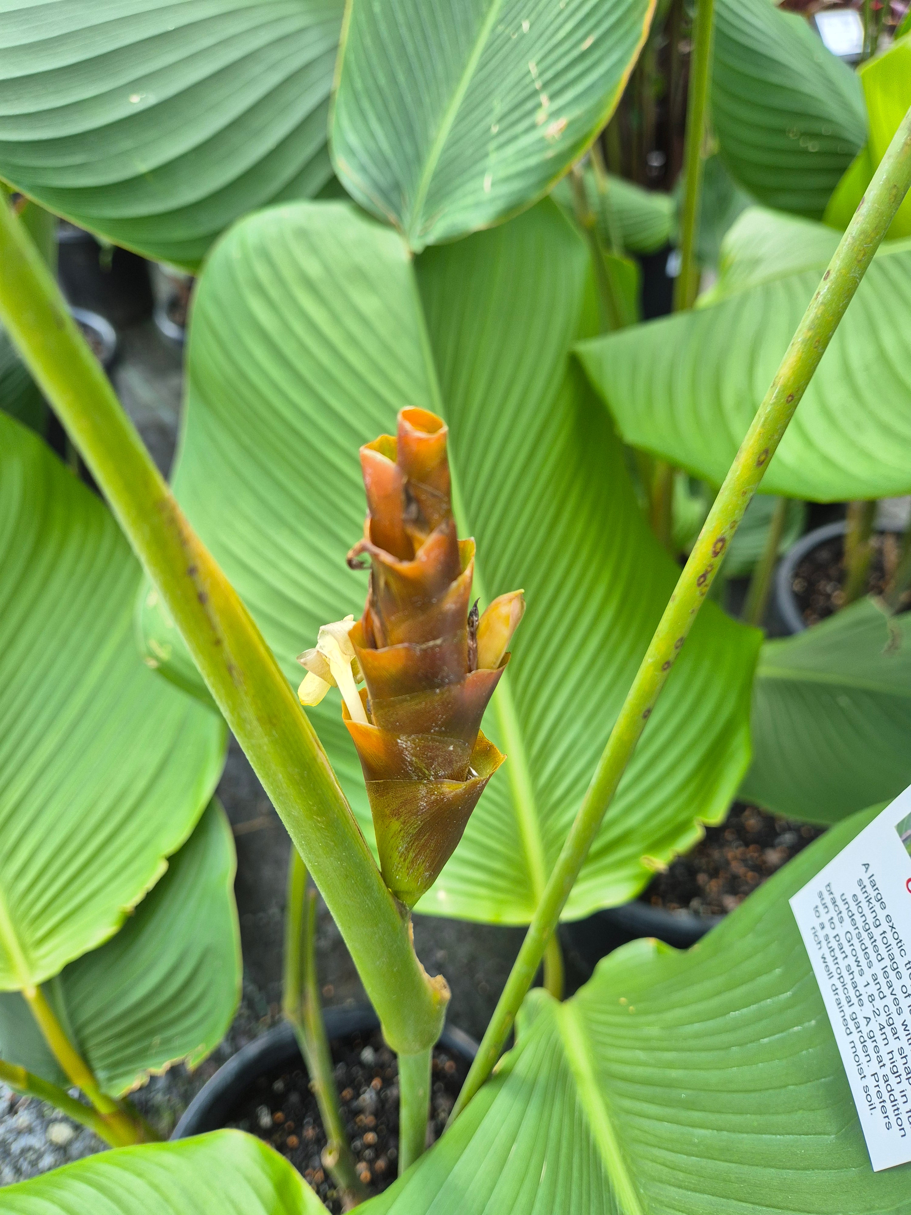 Calathea lutea - Cuban Cigar
