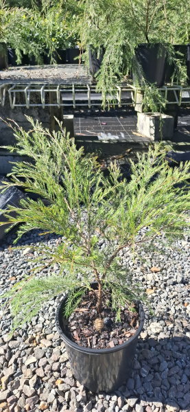 Babingtonia sp. Clarence River (syn. Baeckea)
