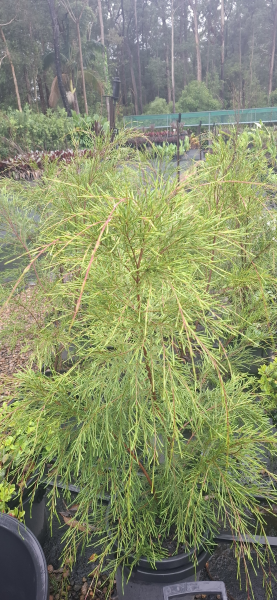 Babingtonia sp. Clarence River (syn. Baeckea)