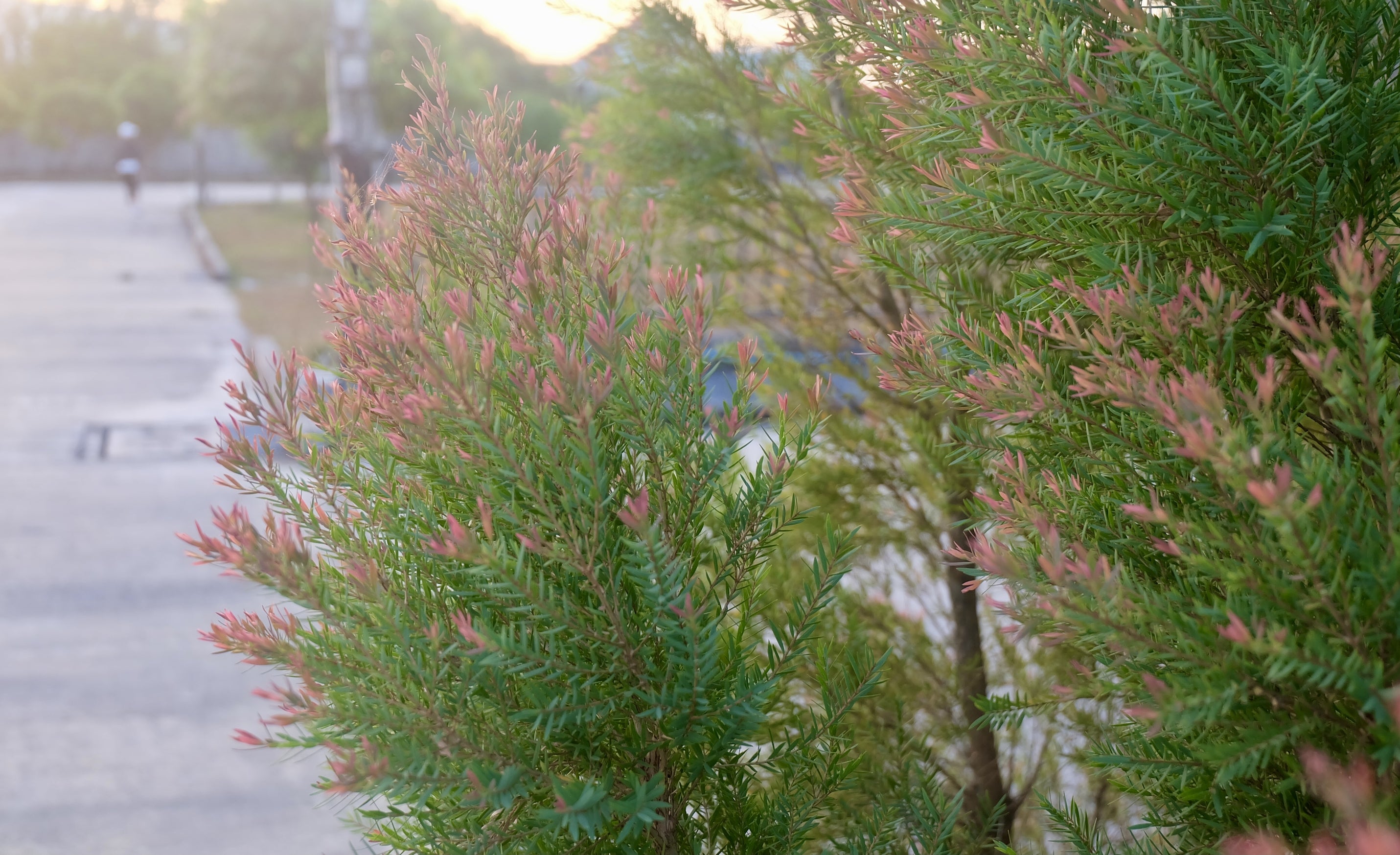 Melaleuca linariifolia Claret Tops