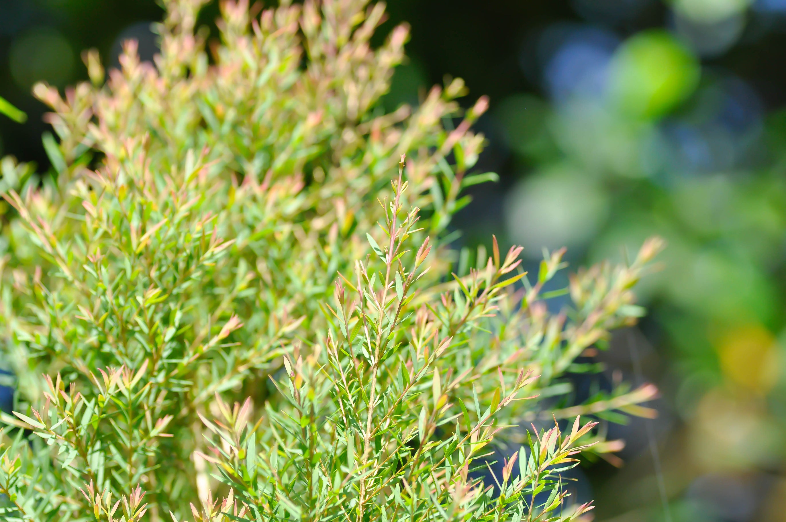 Melaleuca linariifolia Claret Tops