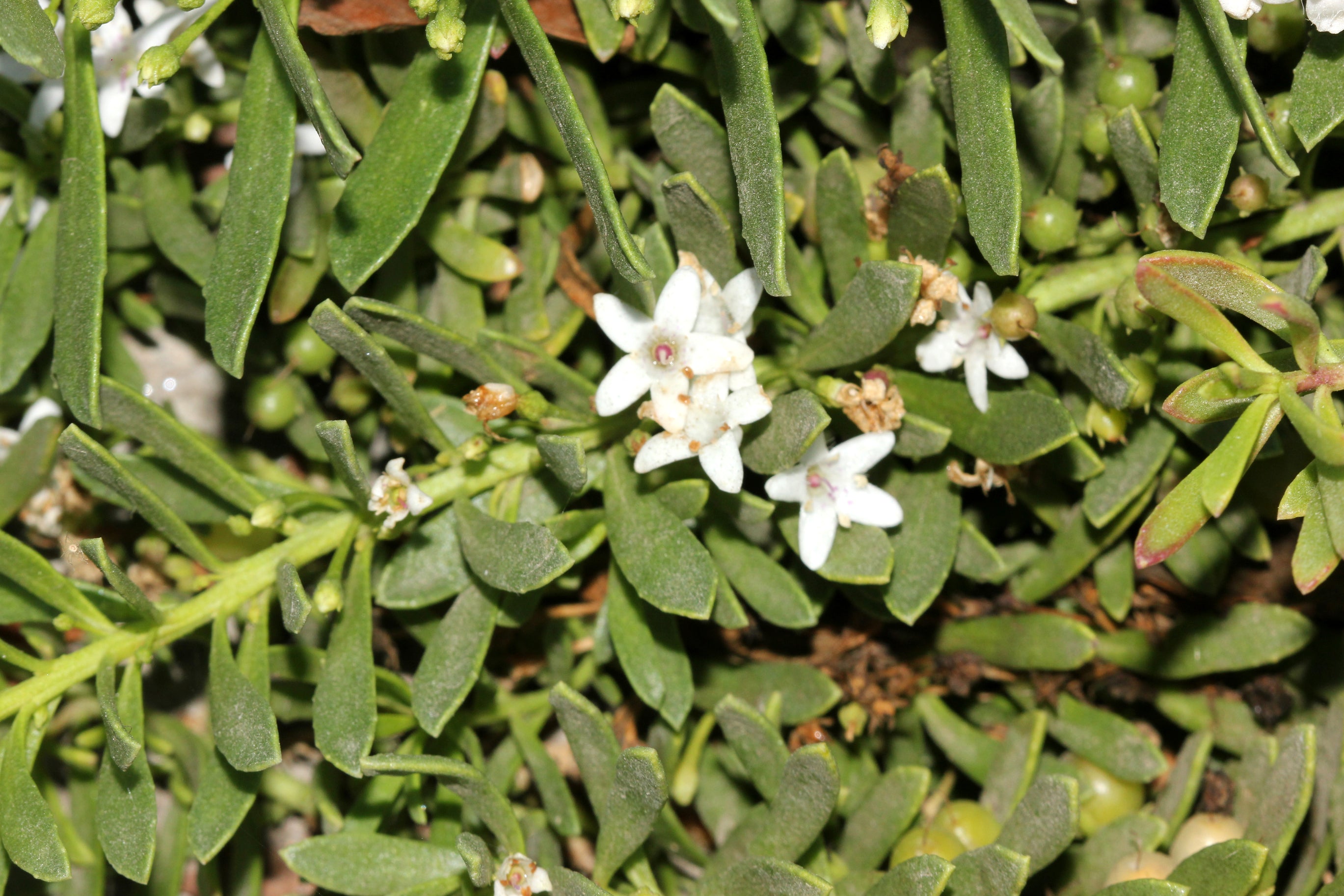 Myoporum Ellipticum