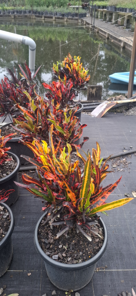 Codiaeum variegatum Mammy Croton