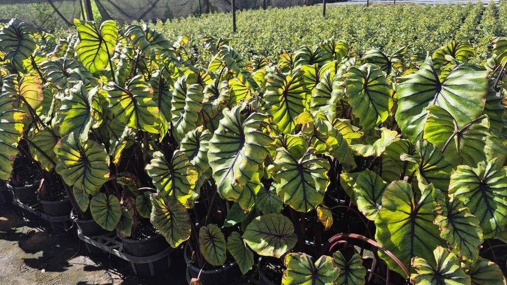 Colocasia Pharaohs Mask