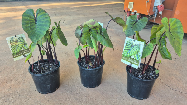 Colocasia Pharaohs Mask