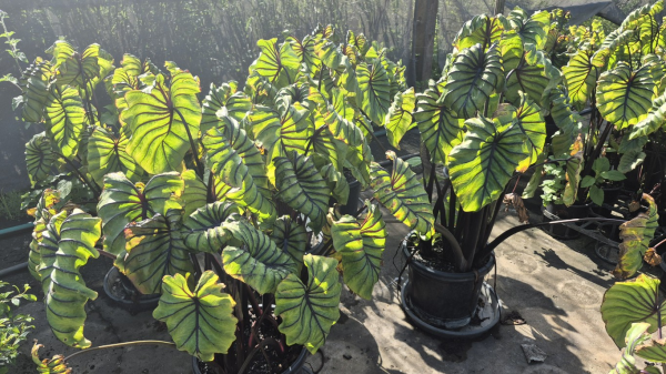 Colocasia Pharaohs Mask