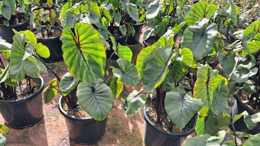 Colocasia Pharaohs Mask
