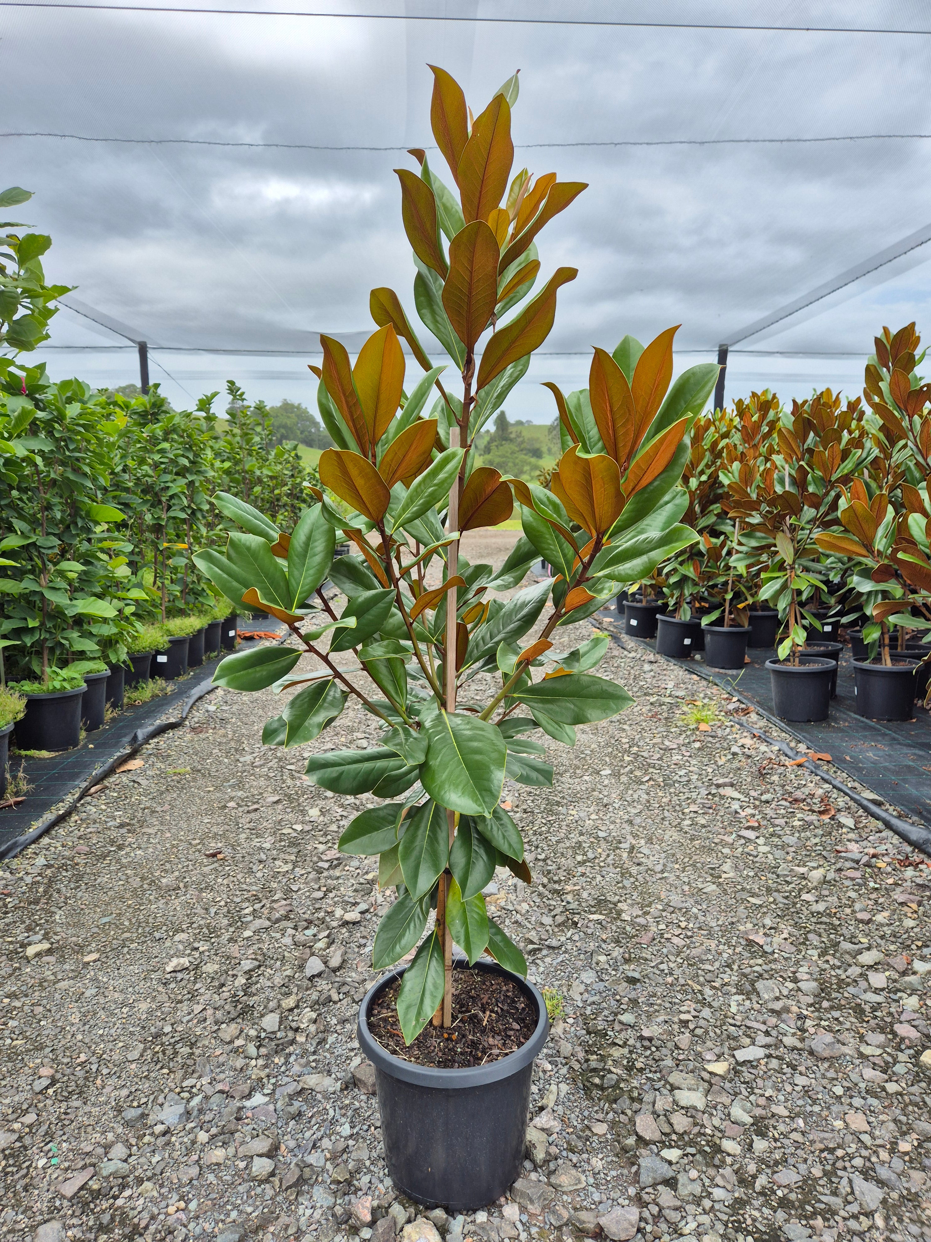 Magnolia grandiflora Coolwyn Gloss