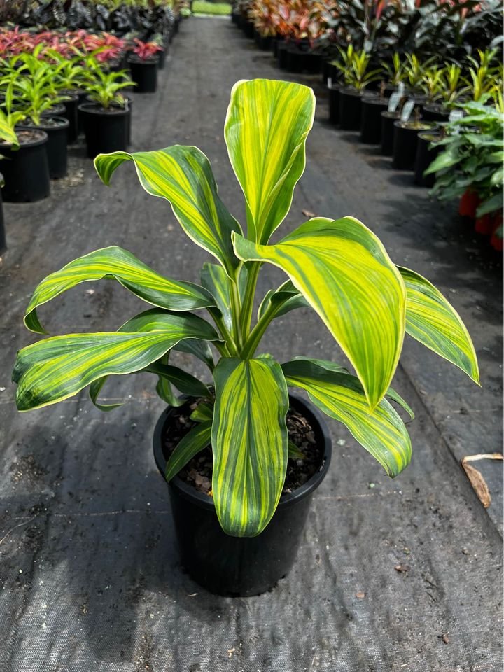 Cordyline fruticosa Tropic Frost