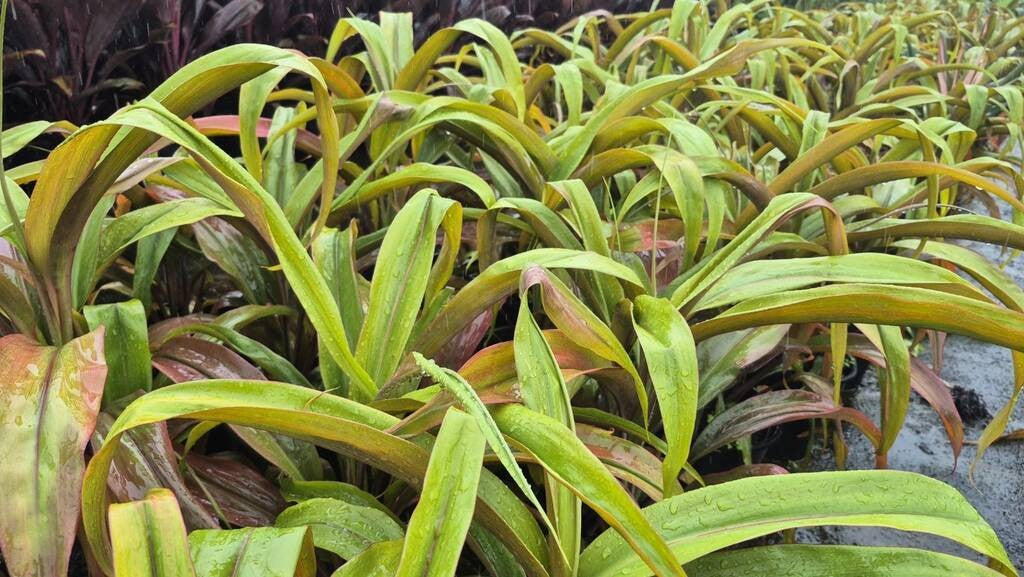 Cordyline fruticosa Maize