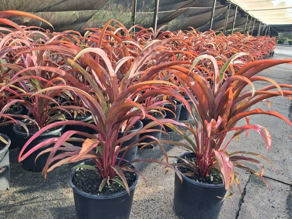 Cordyline fruticosa Rooster Tail