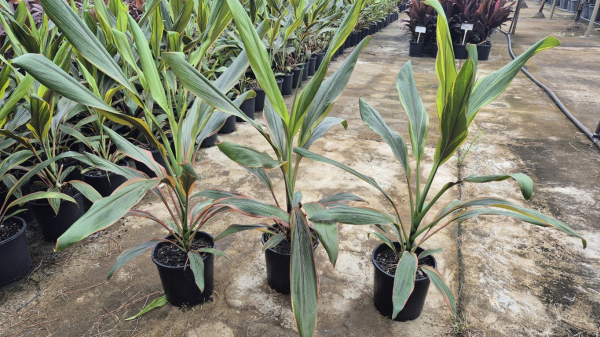 Cordyline fruticosa Schubertii