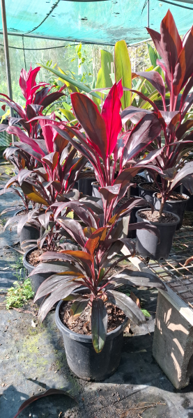 Cordyline Firestorm