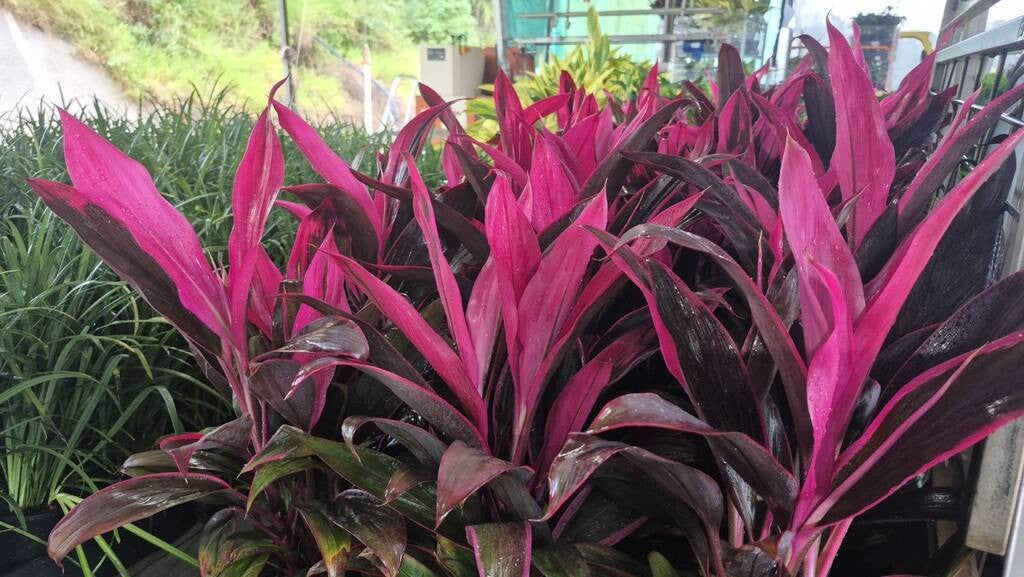 Cordyline fruticosa John Klass Red