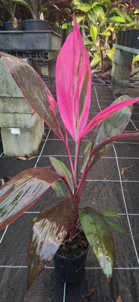 Cordyline fruticosa John Klass Red