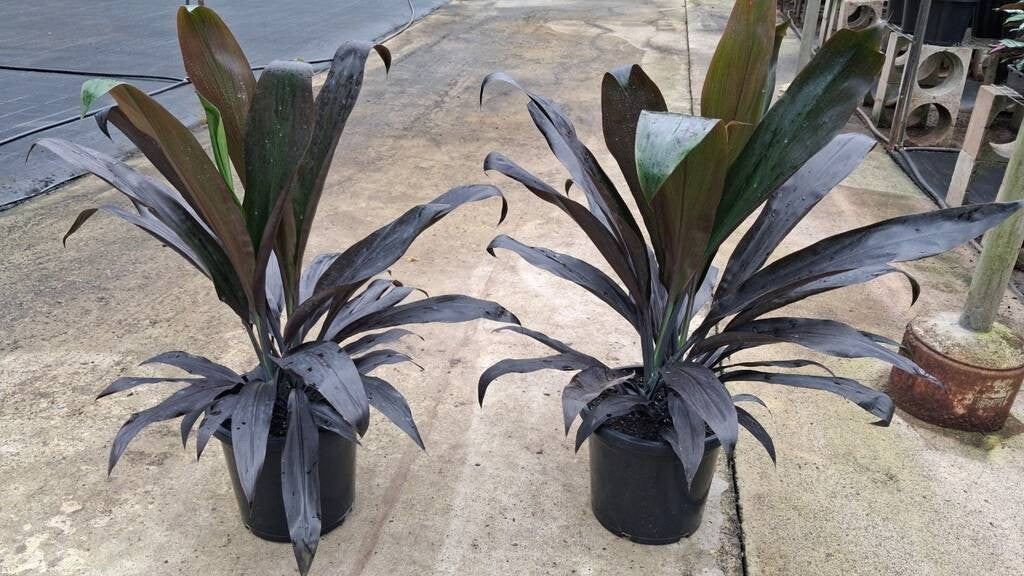 Cordyline fruticosa Negra