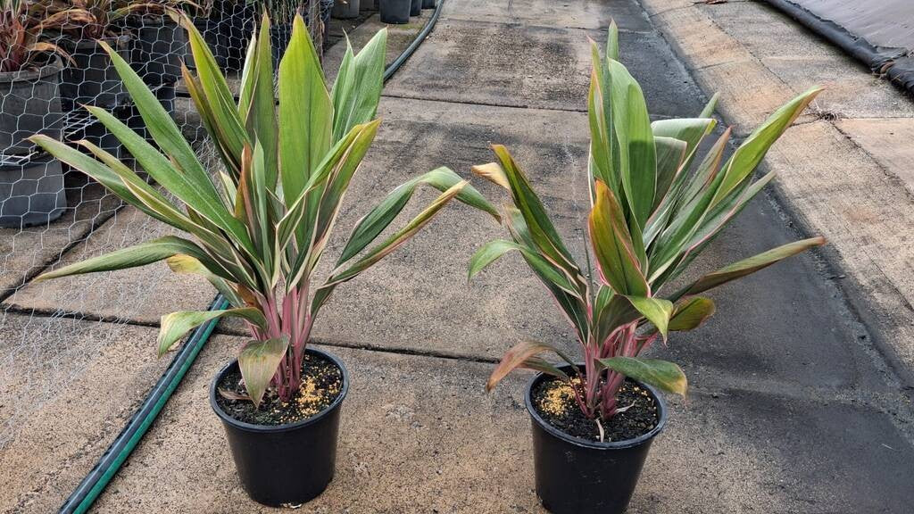 Cordyline fruticosa Pink Diamond