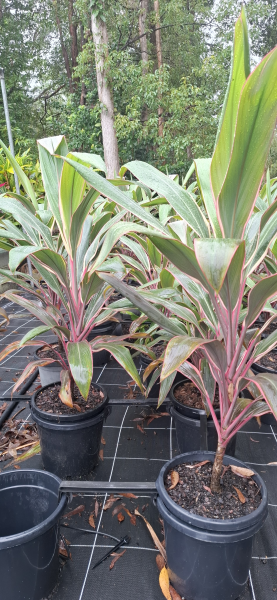 Cordyline fruticosa Pink Diamond