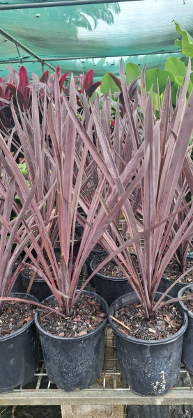 Cordyline australis Red Sensation