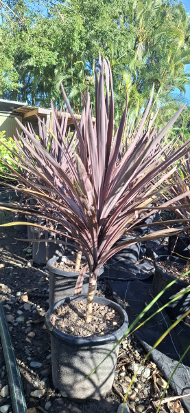 Cordyline australis Red Sensation