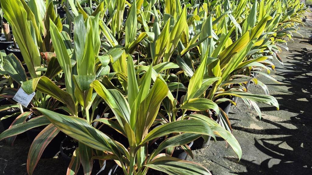 Cordyline fruticosa Schubertii