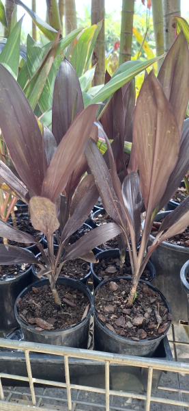 Cordyline fruticosa Caruba Black