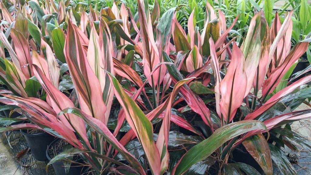 Cordyline fruticosa Hilo Rainbow