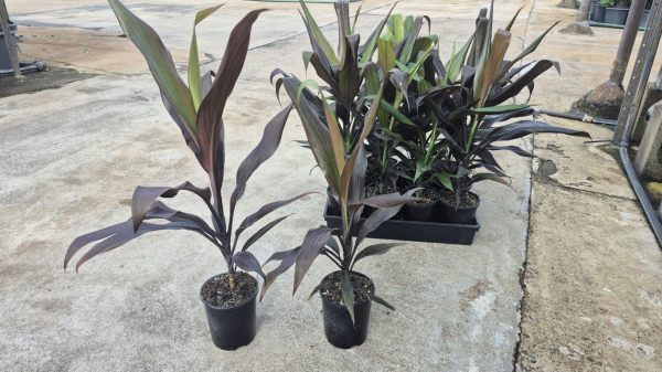 Cordyline fruticosa Negra