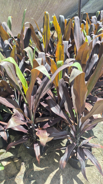 Cordyline fruticosa Negra