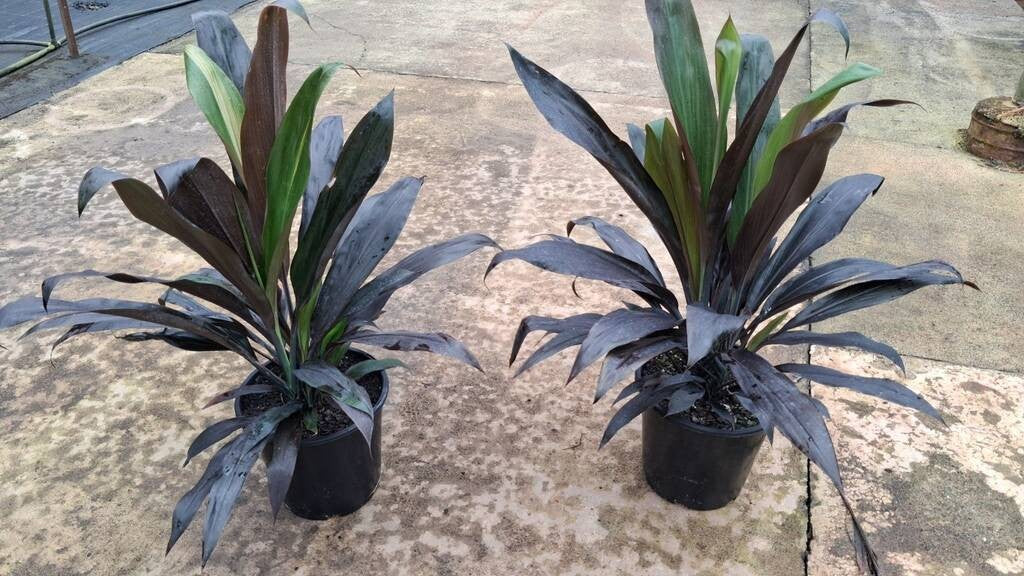 Cordyline fruticosa Negra