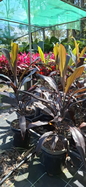 Cordyline fruticosa Negra