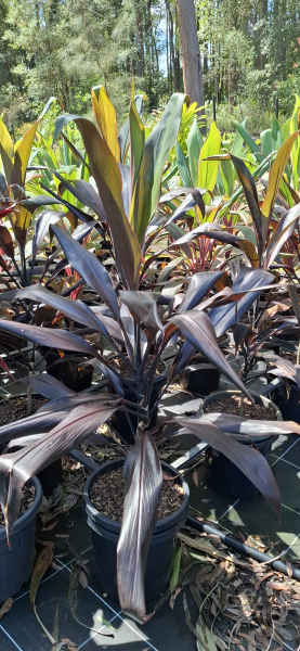 Cordyline fruticosa Negra