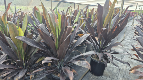Cordyline fruticosa Negra