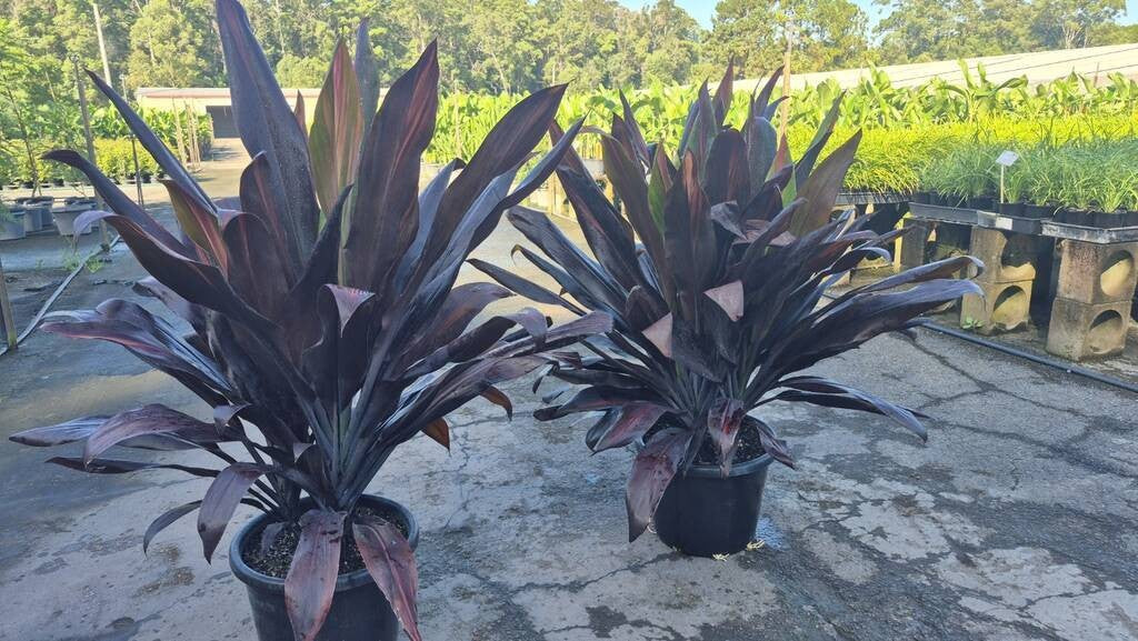 Cordyline fruticosa Negra